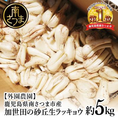 ふるさと納税 南さつま市 ◆5月上旬頃出荷開始◆【鹿児島県南さつま市産】加世田の砂丘生ラッキョウ 約5kg