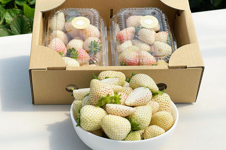 [先行予約] 日光産 白いちご「ミルキーベリー」約300g×2パック 計約600g [2026年1月中旬から順次発送]｜ミルキーベリー いちご イチゴ 苺 果物 フルーツ 日光産 栃木県産 期間限定 