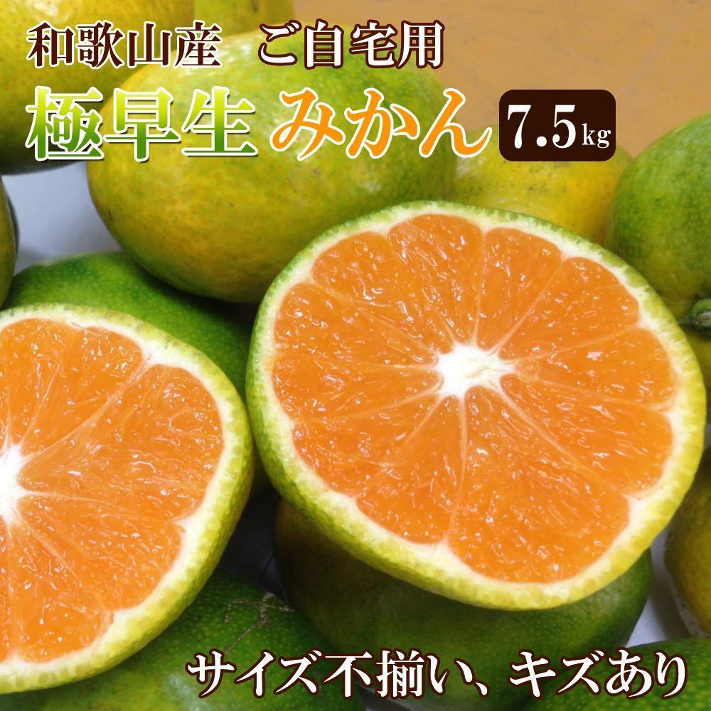 
            和歌山産 【極早生】みかん 7 . 5kg 【訳あり】【サイズ不揃い・キズ等あり】
          
