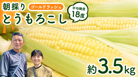 とうもろこし ゴールドラッシュ 約3.5kg とうもろこし とうもろこし とうもろこし とうもろこし とうもろこし とうもろこし