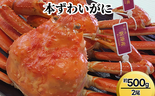
                  本ずわいがに約500g×2尾｜ずわい蟹 ずわいガニ ズワイガニ 本ズワイガニ 本ずわいがに カニ 蟹 かに かにしゃぶ カニしゃぶ 蟹しゃぶ かに鍋 カニ鍋 蟹鍋 かに味噌 カニ味噌 かにみそ 魚貝類 魚介類 ボイル 国産 富山 富山湾 北陸 富山カニ 北陸カニ 富山かに 北陸かに 富山蟹 北陸蟹 ※2026年11月～発送
                