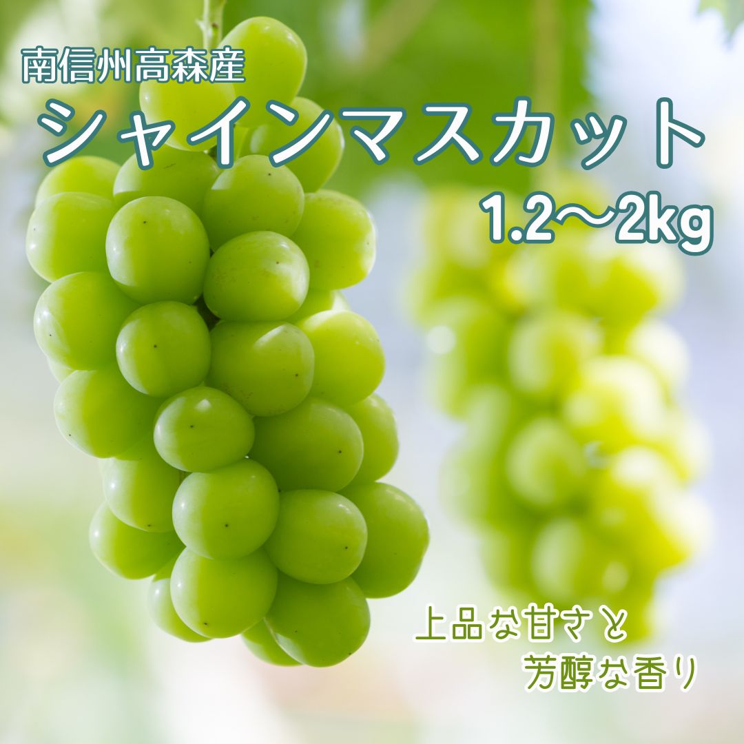 【ふるさと納税】ぶどう シャインマスカット【南信州高森産】シャインマスカット1.2kg、2kg 2026年9月中旬より発送 長野県 信州 農家直送 果物 くだもの ぶどう 旬のぶどう シャイン 山吹ぶどう狩り組合【配送不可地域：離島】