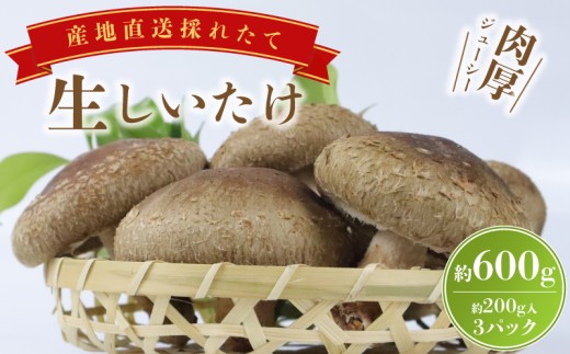 大きな生椎茸 600g 椎茸 しいたけ シイタケ きのこ 生椎茸 野菜 菌床栽培 肉厚 キノコ 新鮮 収穫直後  ステーキしいたけ ステーキ椎茸 国産 農薬不使用 食物繊維 ステーキ 富士山 湧水 箱根 静岡県 三島市