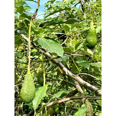 ふるさと納税 松山市 油分たっぷり!露地栽培の国産アボカド(愛媛県産)　1kg |  | 01