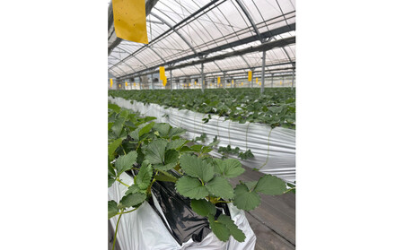 こだわり栽培　いちご　【食べ比べ】　すず（1pac) x　ゆめのか(1pac) 【2025年12月～2026年4月末までお届け】