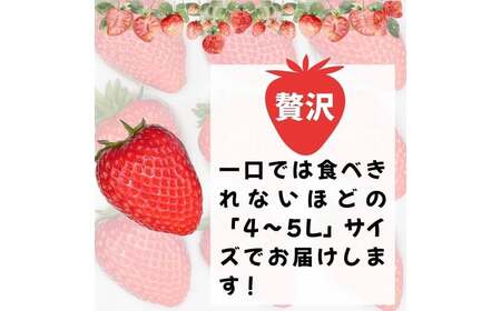 【先行予約】いちご 古都華いちご大粒1P【2027年1月～順次発送】