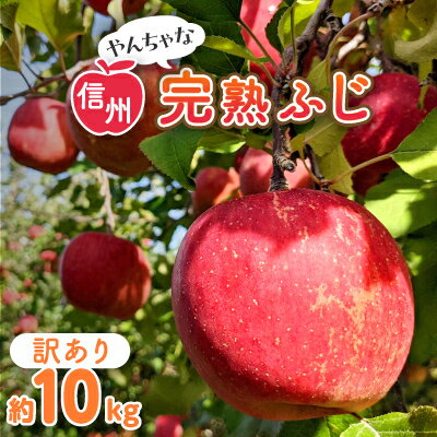 【ふるさと納税】〈信州中野まつじるし農園〉やんちゃな訳あり完熟ふじ 約10kg_ りんご ふじ サンふじ リンゴ 林檎 甘い 完熟 訳あり わけあり 信州 長野県 産地直送 不揃い 傷 家庭用 自宅用 10kg 秋 冬 くだもの 果物 果実【1204841】