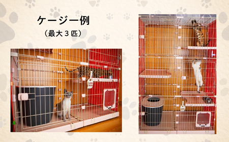 【長野県飯山市】にゃんほてる（猫専用ペットホテル） リベティベル 利用券3,000円分（T-17） 長野県 飯山市 おすすめ ランキング 高評価 大人気 ギフト