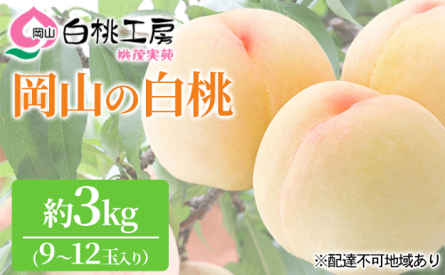 桃 2025年 先行予約 白桃 3kg 9～12玉 もも モモ 岡山 国産 フルーツ 果物 ギフト 桃茂実苑