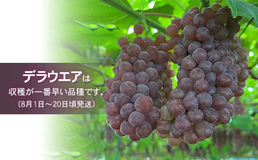 【令和8年産先行予約】 デラウェア 1kg箱入 (5～7房) 山形県鶴岡産　伊藤農園
