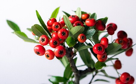 【鉢皿色・鉄赤】 トキワサンザシ 常盤山査子 0.35kg 盆栽 植物 石木花 sw-botkx380 ※沖縄・離島への配送不可