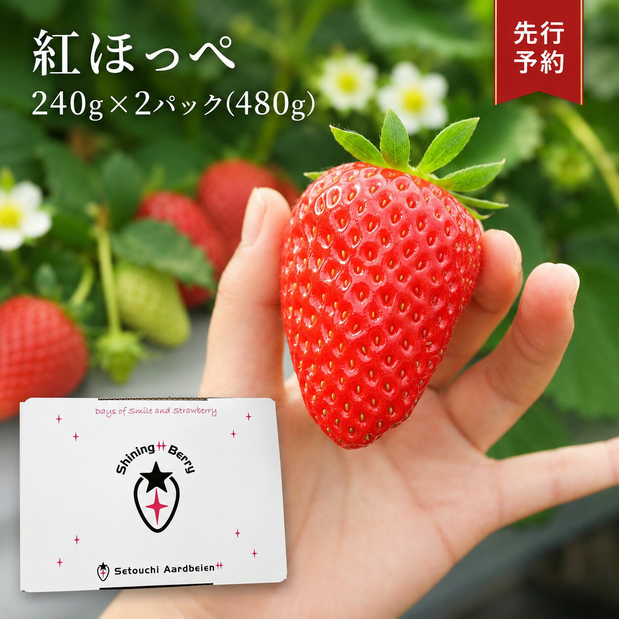 【ふるさと納税】 【 令和 8 年度 先行予約 】 【 年明け 発送 】 紅ほっぺ 480 g 【 240 g × 2 パック 】 ｜ いちご イチゴ 苺 産地直送 旬の味覚 贈答用 冬限定 果物 スイーツ 山口県 平生町