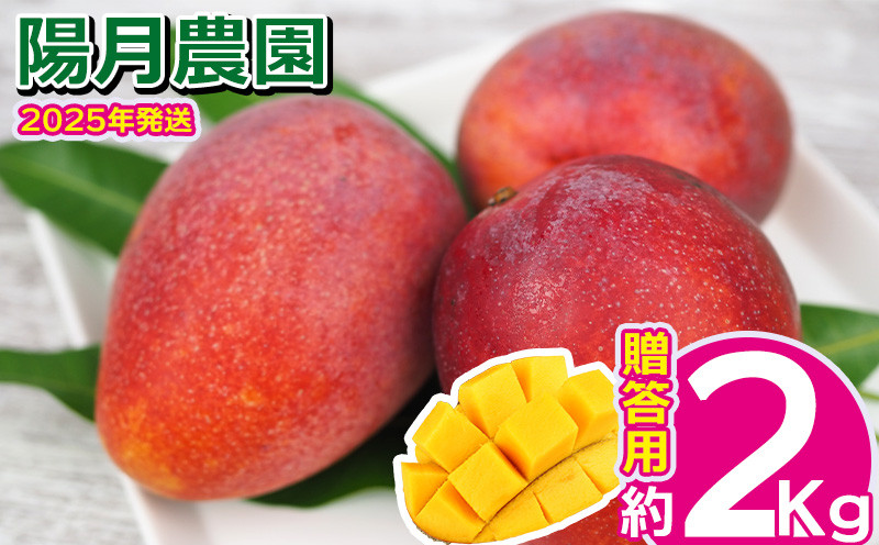 
            2025年発送【陽月農園】　贈答用マンゴー約2kg 期間限定 数量限定 先行予約 フルーツ 果物 南国 プレゼント お土産 おみやげ ギフト くだもの 季節 おきなわ 青果 デザート おすすめ 人気 冷蔵 夏 スイーツ
          
