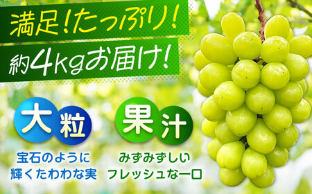 数量限定/9月上旬〜9月下旬頃発送 沼隈ぶどう「シャインマスカット」 約2kg×2(8から10房) 広島県福山市/福山市農業協同組合　沼隈グリーンセンター ぶどう ブドウ 葡萄 種なし 大粒 マスカッ