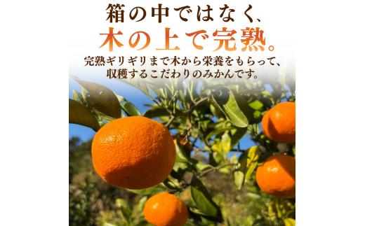 温州みかん 10kg　【 蜜柑 小さい こだま 大玉 みかん 温州みかん 宮川早生 早生みかん 人気 果物 農家直送 産地直送くだもの フルーツ ミカン 果汁 国産 特産品 蛇石下ノ坂農園 静岡県 伊