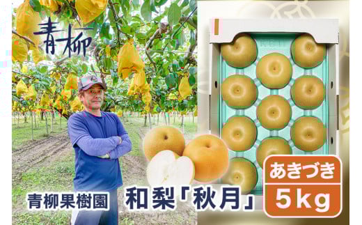 【2026年先行予約】青柳果樹園の和梨 あきづき 5kg(9〜13玉)《9月中旬～順次出荷》  果物 フルーツギフト 加茂市 青柳果樹園
