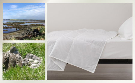 kokiku キング アイダー×GIZA 羽毛布団【肌掛け】アイスランドアイダー ダウン95％　寝具　羽毛　羽毛ふとん　ダウン　ダウン布団　ダウンふとん　キング布団　キングふとん　キング肌かけ　キング