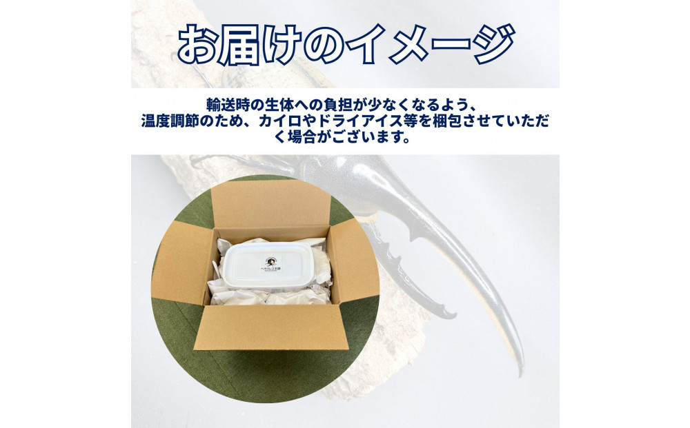 ヘラクレスオオカブト小型オス（100-120mm）【配送不可：北海道・沖縄・離島（一部除く】□