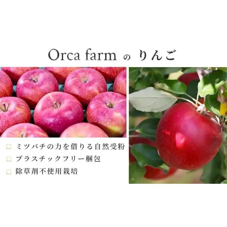 りんご 紅玉 9kg りんご