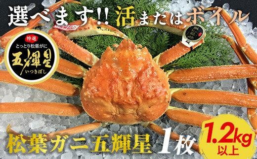 
                  【選べます！活またはボイル】鳥取ブランド 松葉ガニ『五輝星』※2026年11月上旬～2027年3月下旬頃に順次発送予定※着日指定不可 ｜ 蟹 かに 松葉ガニ 松葉蟹 鳥取県産 北栄町 おすすめ 人気
                