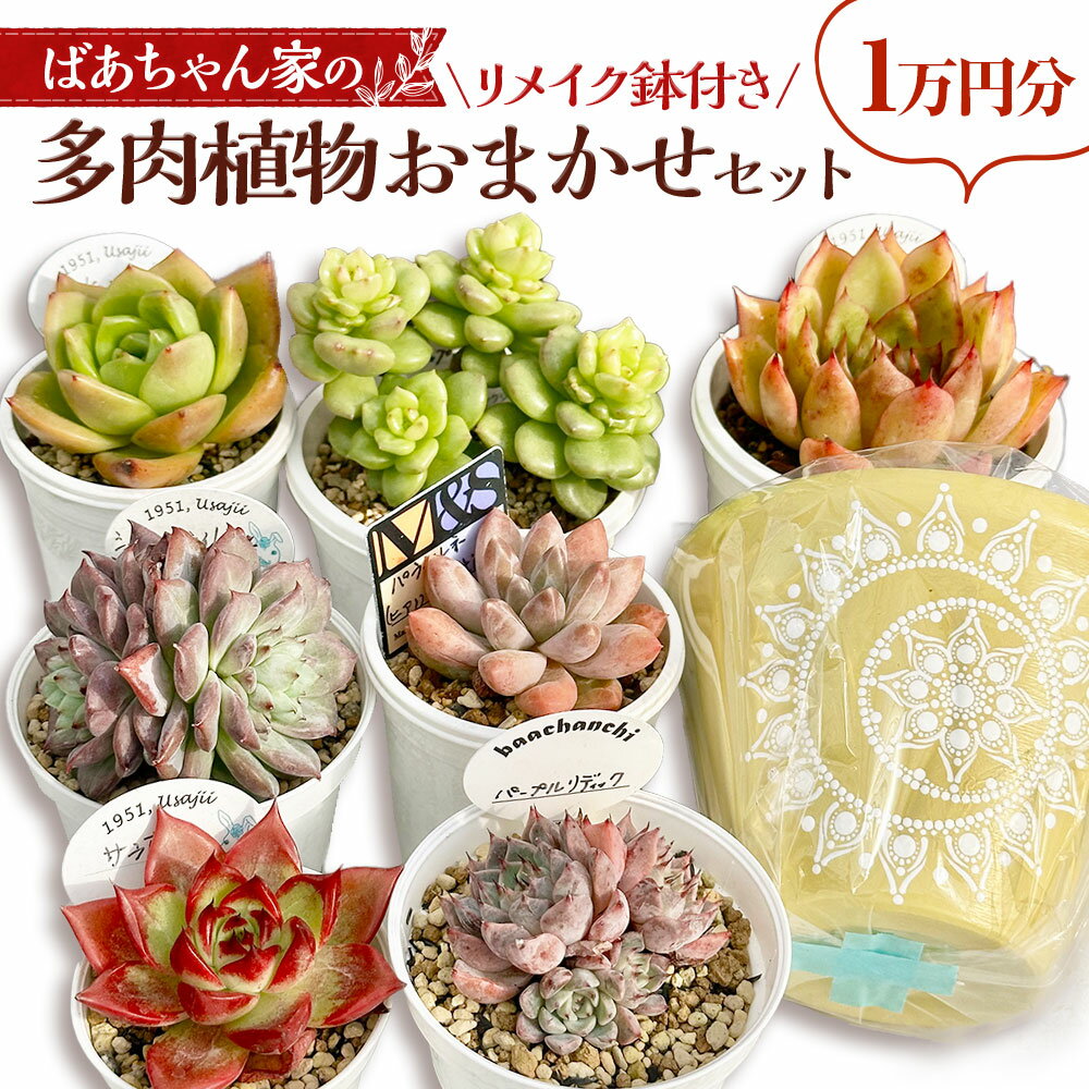 【ふるさと納税】ばあちゃん家のリメイク鉢付き おまかせセット 1万円分 多肉植物 セット 植物 多肉 観葉植物 韓国苗 苗 リメイク鉢 鉢付き インテリア おまかせ 岡山県 奈義町 送料無料