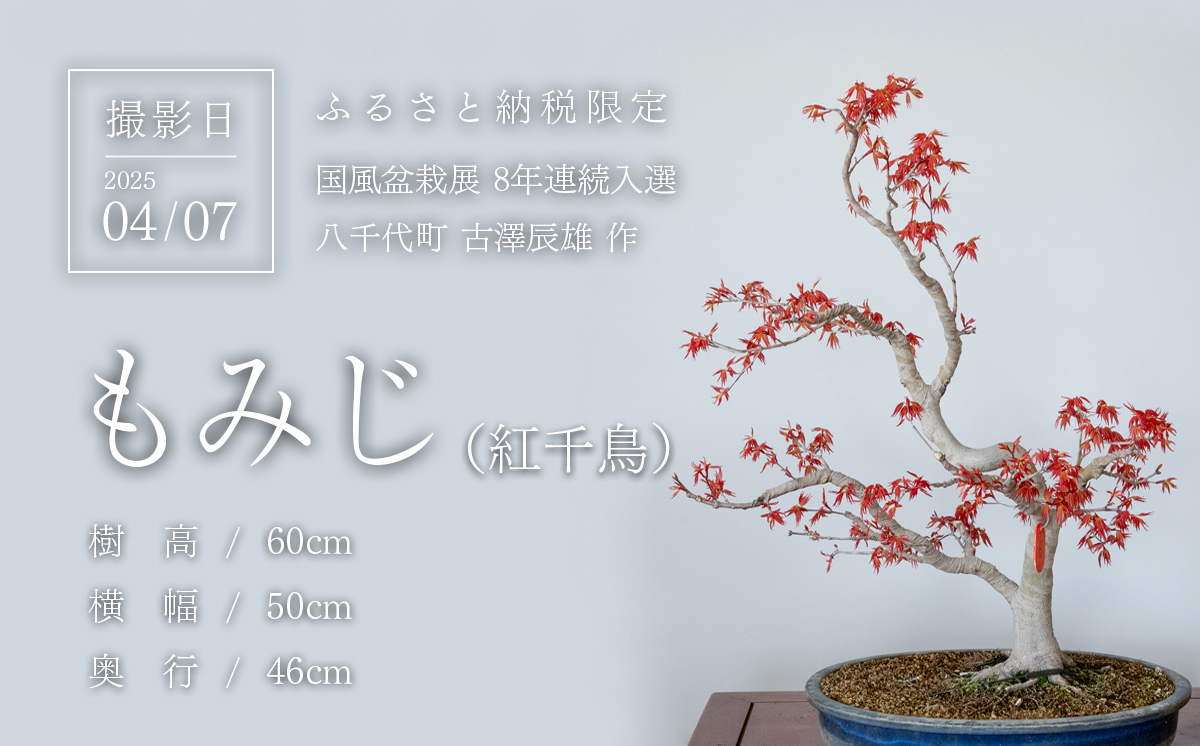 【1点物】盆栽 もみじ （紅千鳥） (6) 国風盆栽展 入選 作家 古澤辰雄 ⑥もみじ（紅千鳥）取木7年