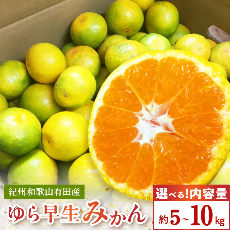 【ふるさと納税】【限定】 2026年 先行予約 紀州和歌山有田産 ゆら早生みかん 選べる 容量 5kg 10kg みかん 蜜柑 柑橘 コク 旨味 酸味 甘さ 果汁 温州みかん 早生みかん フルーツ 果物 お取り寄せ 和歌山県 湯浅町 送料無料