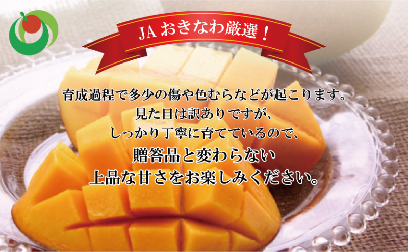 期間限定予約【訳あり・ご自宅用】アップルマンゴー（約1.5kg）【2026年発送】 〇 沖縄 旬のフルーツ 7月 スイーツ マンゴー 産地直送 お家使い うちなーすぐりむん 読谷村 お試し 夏 人気 甘い 家庭用