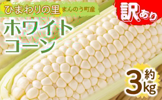 ＜先行予約！2025年6月上旬以降順次発送予定＞＜訳あり＞＜選べる容量＞ホワイトコーン(約3kg)  国産 野菜 とうもろこし トウモロコシ コーン ホワイト 白 新鮮 冷蔵便 【man109・man112】【Aglio nero】