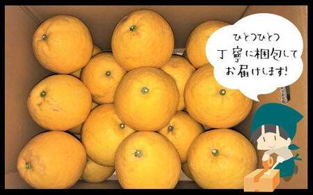 訳あり 河内晩柑 約7kg 後藤農園