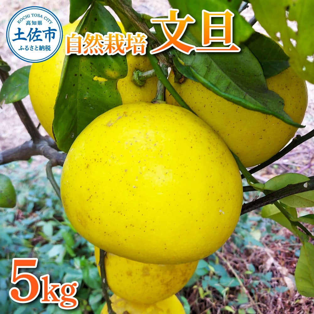 
                  自然栽培文旦5kg 5キロ L～3Lサイズ 文旦 ブンタン ぶんたん 無農薬 柑橘 かんきつ 柑橘類 みかん フルーツ デザート 果物 ビタミン おやつ 国産 高知県産【有限会社四万十くじら】 [BQBR011]
                