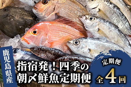 全４回定期便 指宿発 四季の朝〆 鮮魚 定期便  指宿山川水産 Z-066 定期便 定期便 