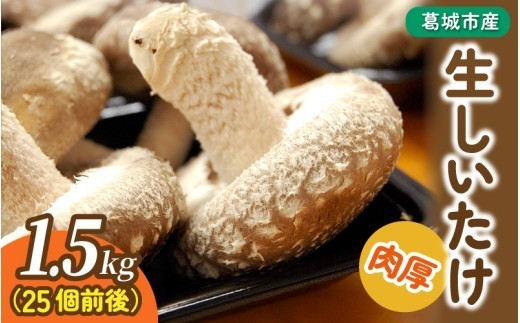 
                  【2週間以内発送】奈良県葛城市産 肉厚 生しいたけ 1.5kg 25個前後｜しいたけ 椎茸 シイタケ きのこ キノコ 国産 新鮮 菌床栽培 産地直送 農家直送 冷蔵 クール便 厚肉 軸太 焼きしいたけ バター焼き 鍋 炊き込みご飯 天ぷら 冷凍保存 奈良県 葛城市 光芒ファーム【kobo005】
                