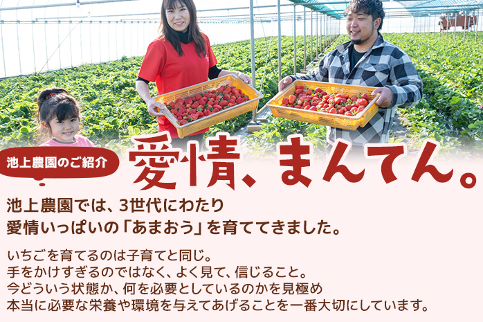 朝摘みあまおう約270g×6パック ※2026年3月中順次出荷予定 BD05