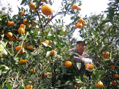 【栽培期間中農薬不使用】【先行受付】【数量限定】農園直送！愛媛県産サンフルーツ 5kg （2026年4月上旬頃より順次発送） IKTG011