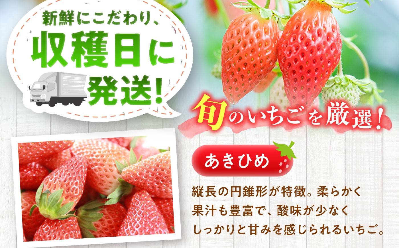 いちご イチゴ 苺 完熟 完熟苺 完熟いちご 完熟イチゴ ストロベリー 新鮮 甘い 果物 フルーツ