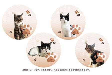 猫ルーム1時間利用チケット2枚 ／ hinacafe 猫カフェ 保護猫 遊び 触れ合い 写真撮影 まったり 癒し 山口県 No.202