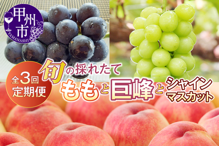 【定期便】旬の採れたて3回定期便（桃・巨峰・シャインマスカット）【2025年発送】（HO）C9-410 【桃 もも モモ 巨峰 シャインマスカット 葡萄 ぶどう ブドウ 令和7年発送 期間限定 山梨県産 甲州市 フルーツ 果物】