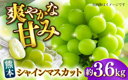 【先行予約】【数量限定】 シャインマスカット 約3.6kg マスカット 葡萄 ぶどう 熊本 フルーツ 野菜 果物 【日本フルーツ株式会社】[ZFJ042]