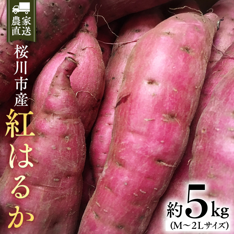 【2024年10月下旬発送開始】桜川産 さつまいも 紅はるか 5kg 茨城県 サツマイモ べにはるか 芋 甘い [SC029sa]