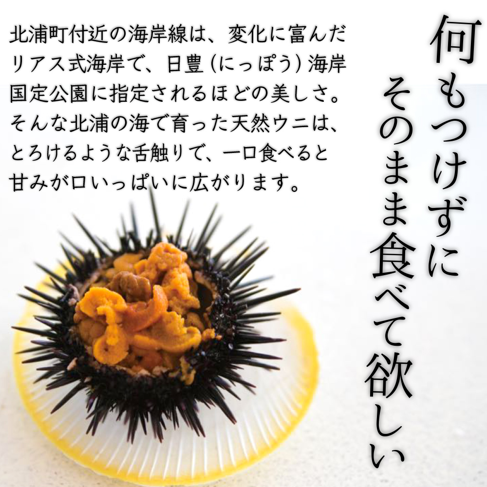 日豊海岸どれ延岡産天然ウニ（5個） N014-YZB529_イメージ2