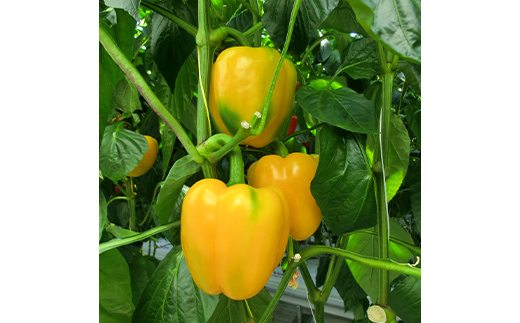【5月より順次発送】 パプリカ 3Lサイズ×6個 野菜 サラダ 北海道野菜 生野菜 旬 冷蔵 北海道 ピーマン 甘い 送料無料 贈答 ギフト F4F-2276