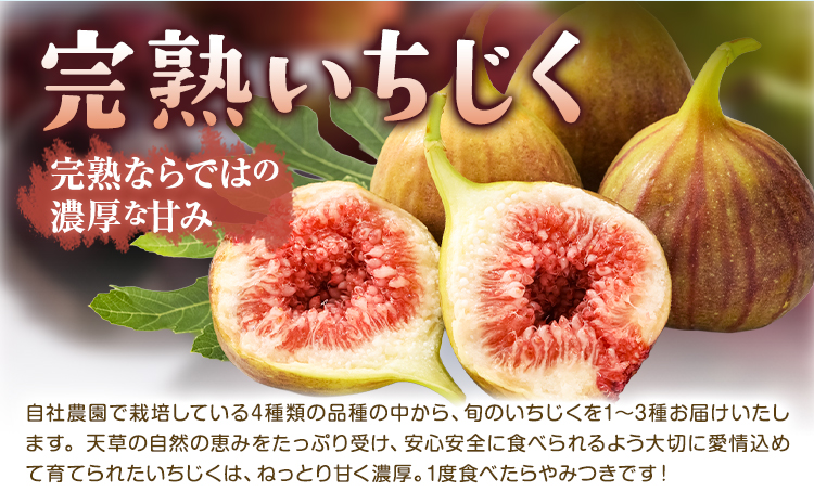 天草 完熟 いちじく  食べ比べ ミナクルファーム《2026年8月中旬-9月末頃出荷》 南蛮柿 フルーツ 果物 果実 スイーツ 食物繊維 ミネラル 豊富 健康食材 製菓 熊本  天草 苓北　ドーフィン