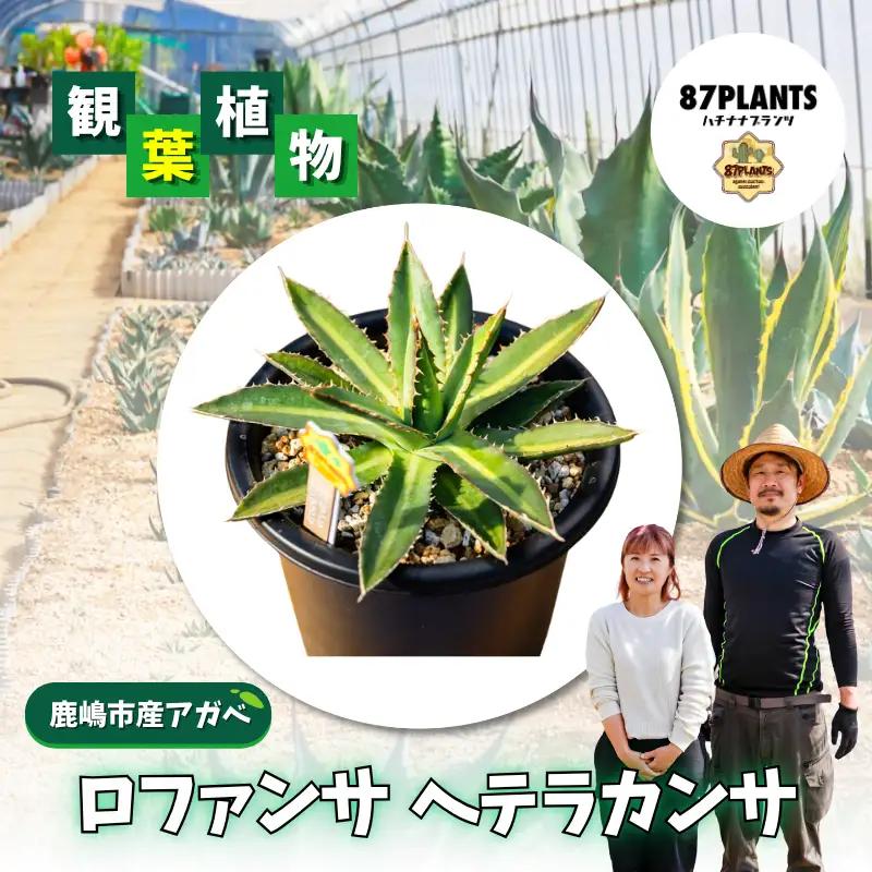 多肉植物 アガベ ロファンサ ヘテラカンサ 園芸 ガーデニング 多肉植物