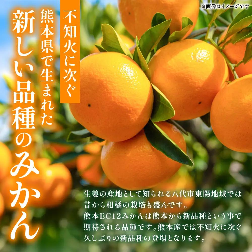 【先行予約】 みかん 八代市東陽町産の 「熊本EC12みかん」 約3kg みかん 【2026年12月上旬より順次発送】