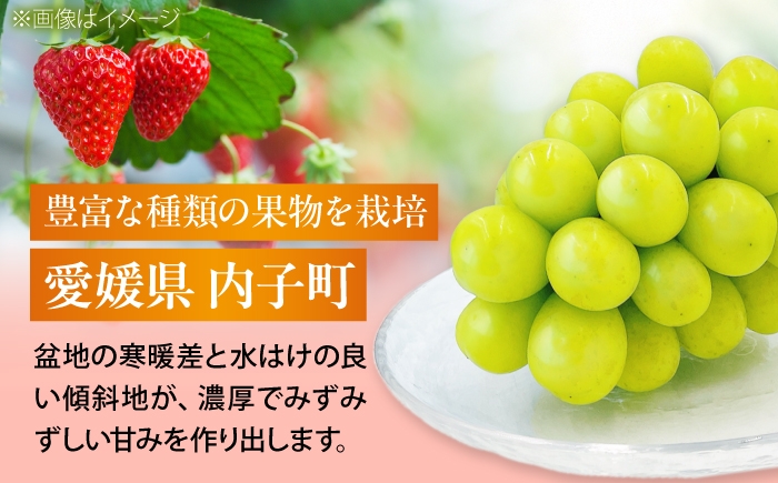 かき カキ ブドウ 葡萄 いちご 苺 イチゴ 果物 フルーツ 国産 産地直送 甘い ジューシー 愛媛 愛媛県 内子町 四国