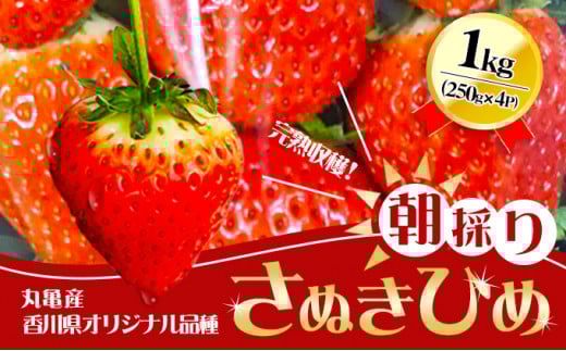 【2026年1月中旬以降発送開始】いちご 先行予約 朝採り さぬきひめ 250g × 4パック 丸亀産 イチゴ 苺 いちご美味しい フルーツ 果物 デザート おやつ 旬 産地直送 旬の果物 旬のフルーツ 人気フルーツ 人気いちご お取り寄せ 取り寄せ 冷蔵 冷蔵配送 先行 予約 香川県 丸亀市