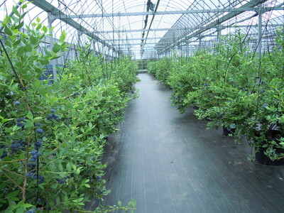 美浜町産大粒ブルーベリー食べ比べセット6品種以上 『8パック入り』 ※2026年6月中旬～6月下旬頃に順次発送予定