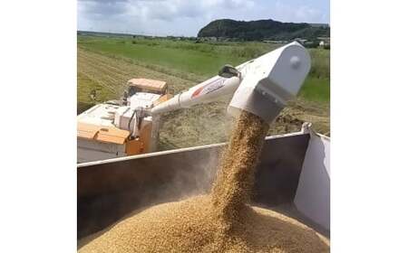 ★令和8年産 先行予約★ 数量限定 【3ヶ月定期便】 米 精米 白米 10kg (総計 30kg)「こしひかり」先行予約 鹿嶋市産【令和8年産 コシヒカリ 10キロ 30キロ お米 コメ ごはん ライ
