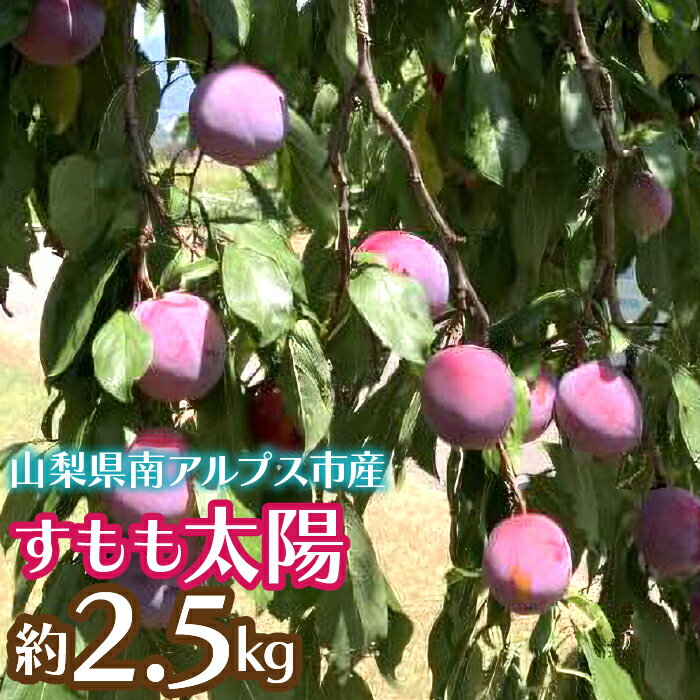 【ふるさと納税】＜2026年発送先行予約＞すもも太陽 約2.5kg ふるさと納税 すもも 太陽 プラム 果物 フルーツ おすすめ 山梨県 南アルプス市 送料無料 ALPCZ011